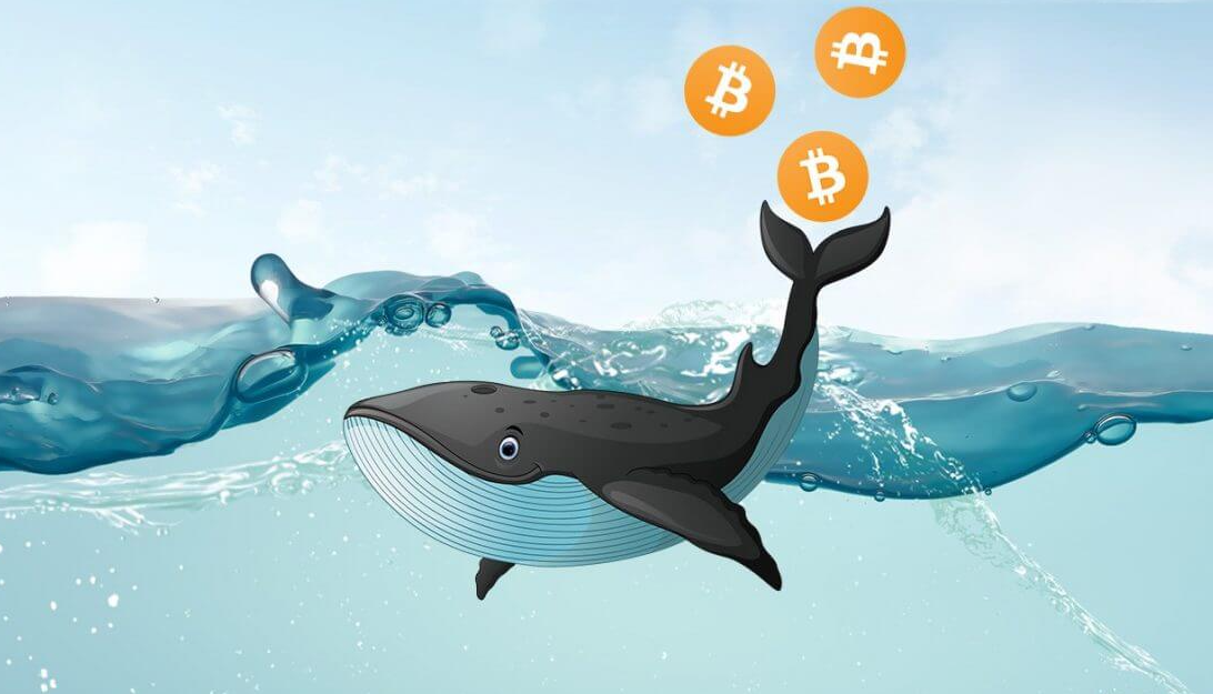 whale wallet tracker crypto