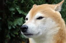 Shiba Inu Price Prediction 2023: Can This Meme and AI Coin Beat SHIB?