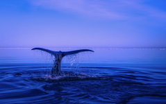 What Cryptos Have Whales Been Hoarding this Week?
